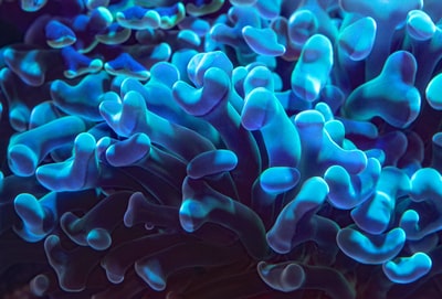 蓝珊瑚